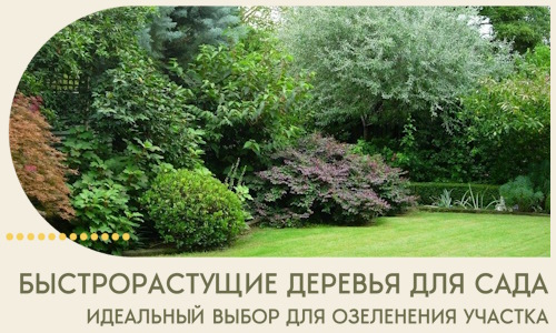 Быстрорастущие деревья для сада идеальный выбор в Скопине