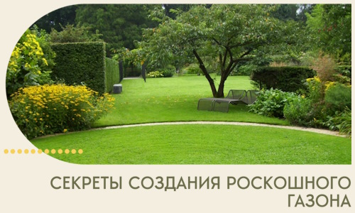 Секреты создания роскошного газона в Скопине